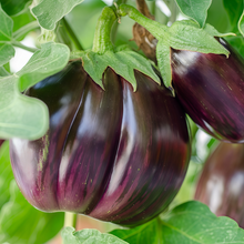 Purple Flat Solanum Seeds