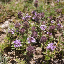 Creeping Thyme Seeds Lavender Beautiful Ground Cover