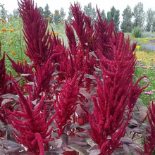 Red Love Lies Bleeding Amaranth Seeds