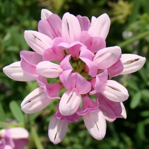 Crown Vetch Seeds
