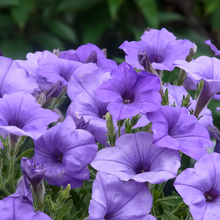 Blue Petunia Seeds