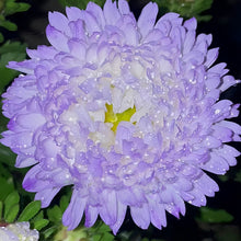 China Aster Seeds - Light Purple