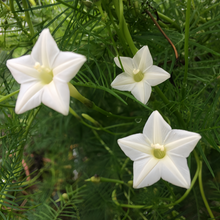 White Morning Glory Seeds