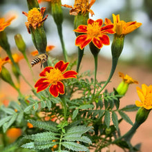 Orange Satin Flower Seeds