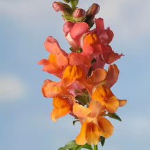Snapdragon Seeds - Orange Red