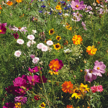 Heat Resistant Wildflower Mix