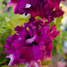 Rose Red Petunia Seeds