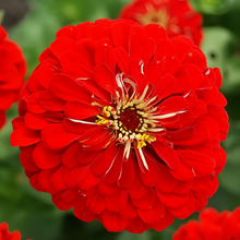Red Double Zinnia Seeds