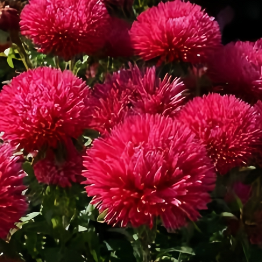 Red English Daisy Seeds