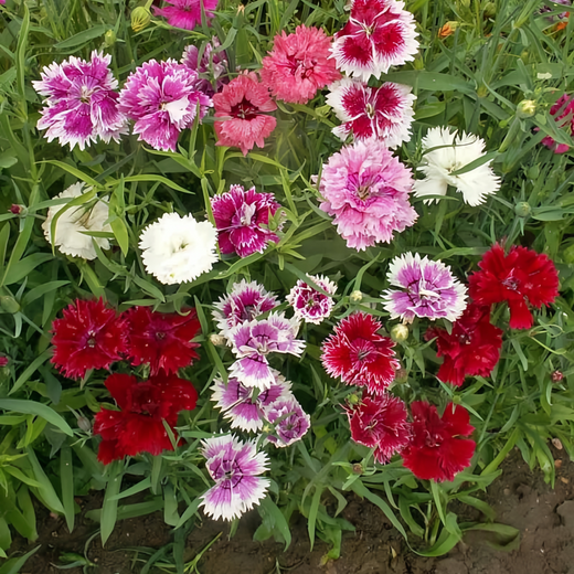 Mix Dianthus Seeds