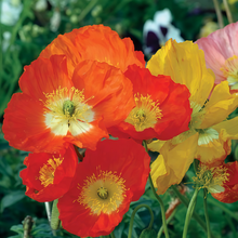 Mixed Poppy Seeds