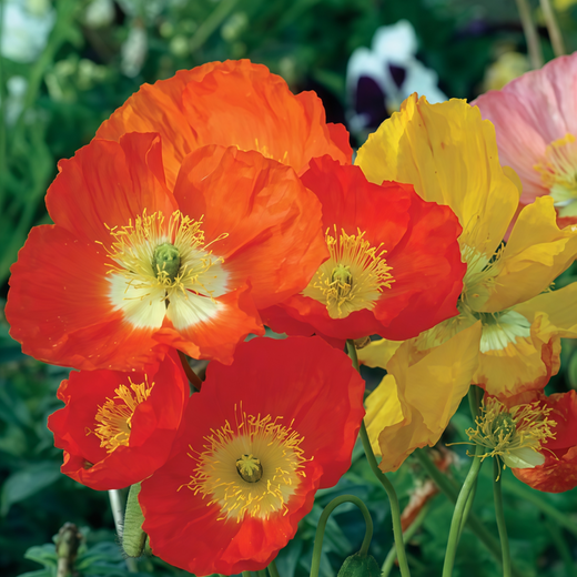 Mixed Poppy Seeds