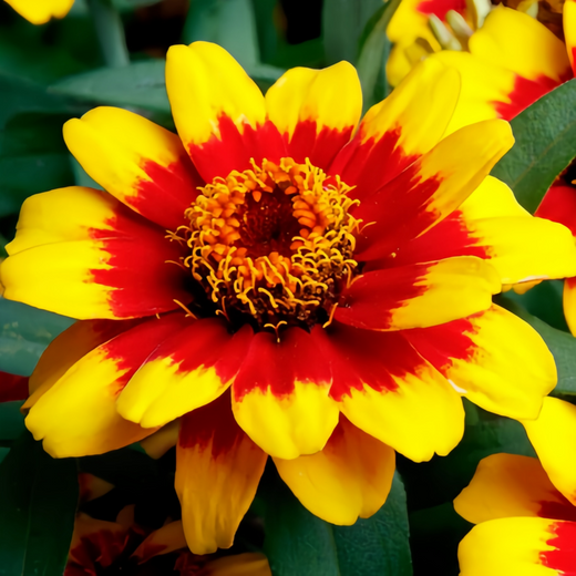 Red Yellow Zinnia Seeds