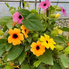 Black Eyed Susan Vine Seeds Yellow Black Butterfly Spot