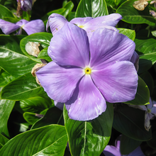 Blue Catharanthus Roseus Vinca Seeds
