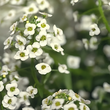 White Red Sweet Alyssum Seeds