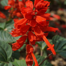 Sage Seeds - Red