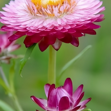 Strawflower Seeds - Pink