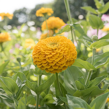 Yellow Double Zinnia Seeds