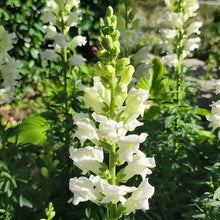 Snapdragon Seeds - White