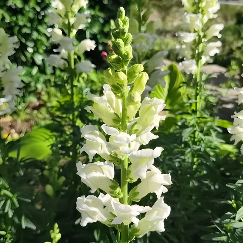 Snapdragon Seeds - White Larger Packet High Germination 1000-50000 Onsaleseeds
