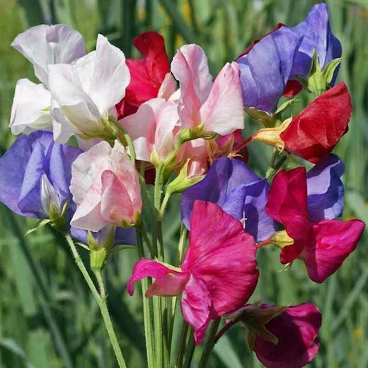 Mix Sweet Pea Seeds