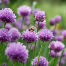 Purple Chives Seeds