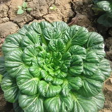 Wuta Tsai Asian Leafy Green Seeds