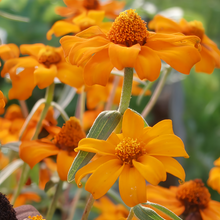 Orange Zinnia Seeds