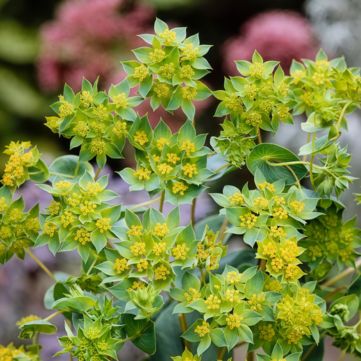 Sun Spurge Seeds - Yellow