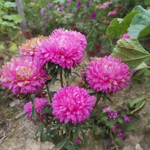 China Aster Seeds - Rose