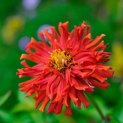 Red Zinnia Seeds