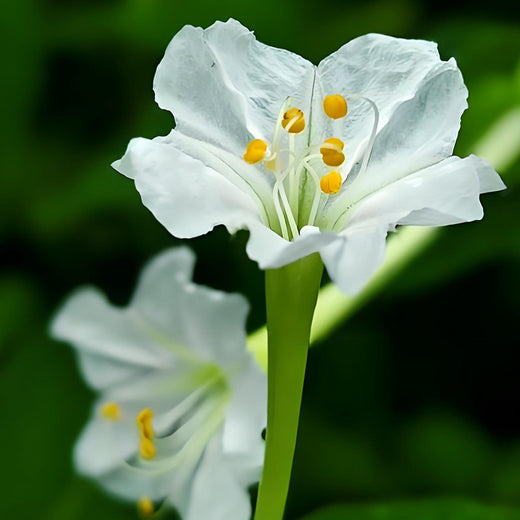 White Four O'clock Flower Seeds