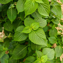 Perilla Seeds