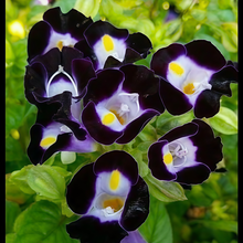 Torenia Seeds - Blue
