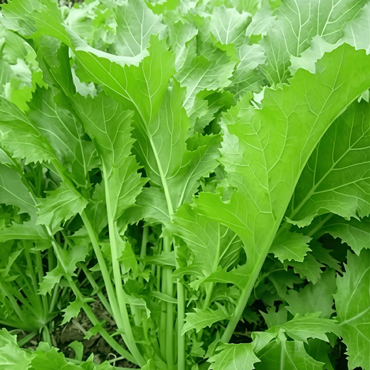 Green Mustard Seeds