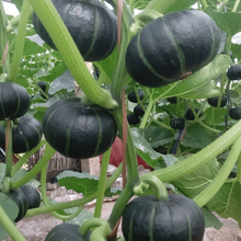 Golden Boy Squash Seeds