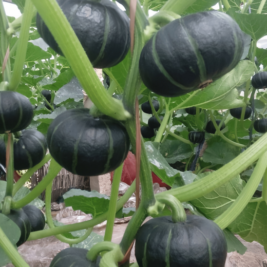 Golden Boy Squash Seeds