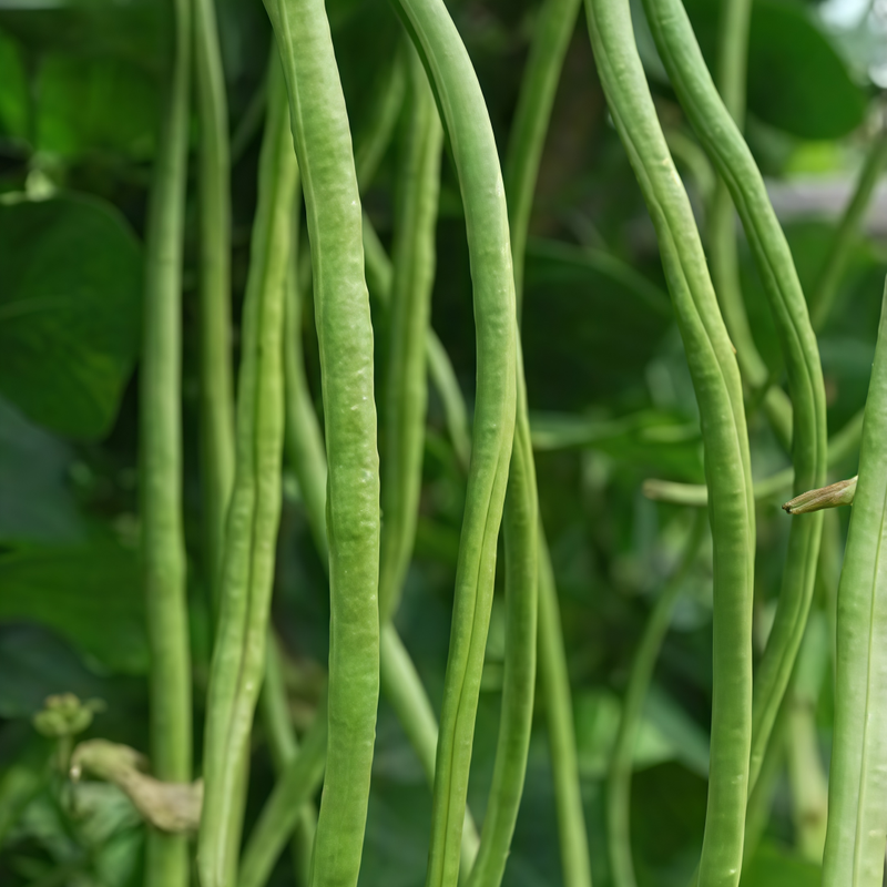 Vigna Unguiculata - Larger Packet High Germination 2000-10000 Onsaleseeds