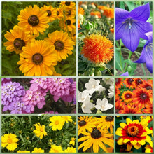 Drought Tolerant Wildflower Mix