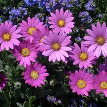 Cape Daisy Seeds - Purplish Red