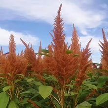 Green Yellow Love Lies Bleeding Amaranth Seeds