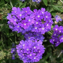 Blue Verbena Seeds