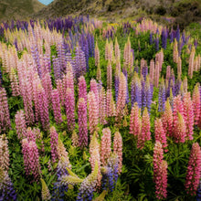 Lupine Seeds