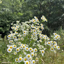 German Chamomile Seeds - White