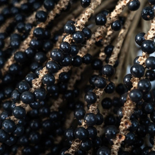 Acai Palm Seeds