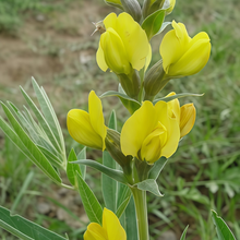 Thermopsis Seeds - Yellow