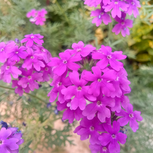 Purple Verbena Seeds