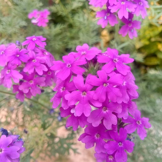 Purple Verbena Seeds