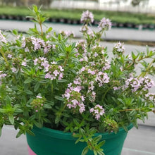 Creeping Thyme Seeds Pink Beautiful Ground Cover